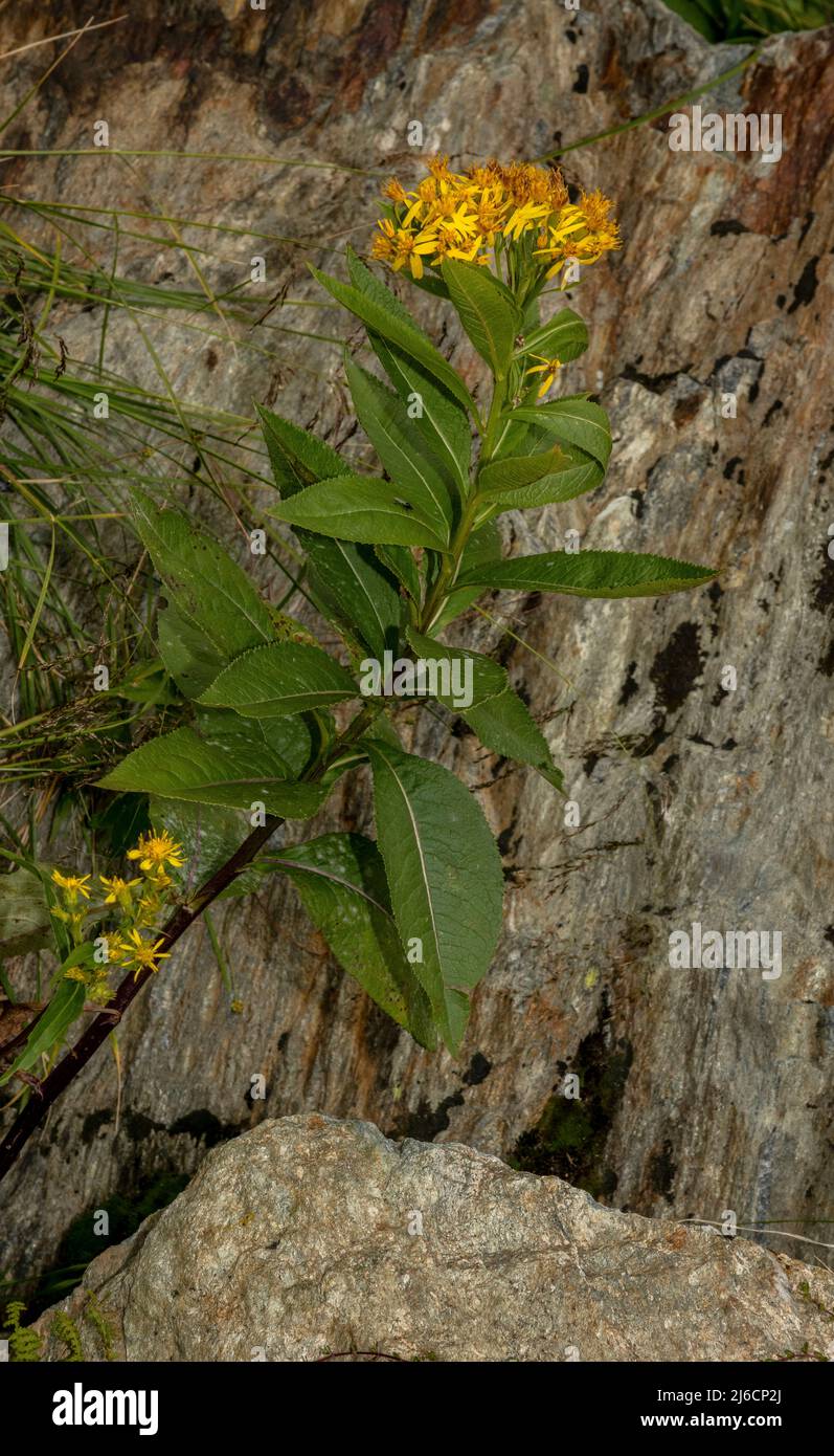 Madera ragwort, Senecio ovatus, en flor en las montañas Cárpatos. Foto de stock