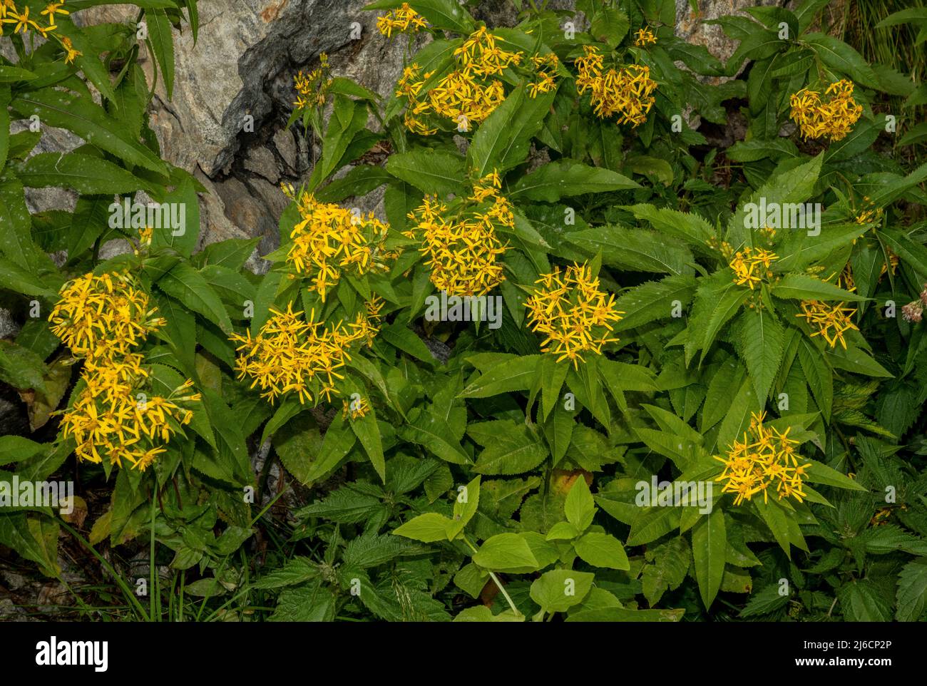 Madera ragwort, Senecio ovatus, en flor en las montañas Cárpatos. Foto de stock