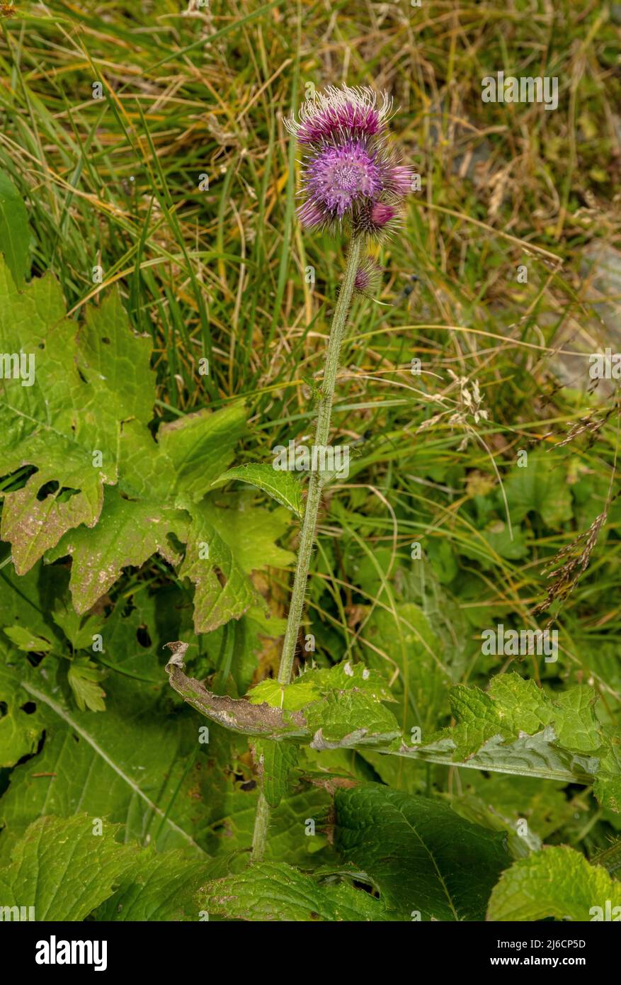 Gran pantano Thistle, Carduus personata ssp albidus en flor en los Cárpatos. Foto de stock