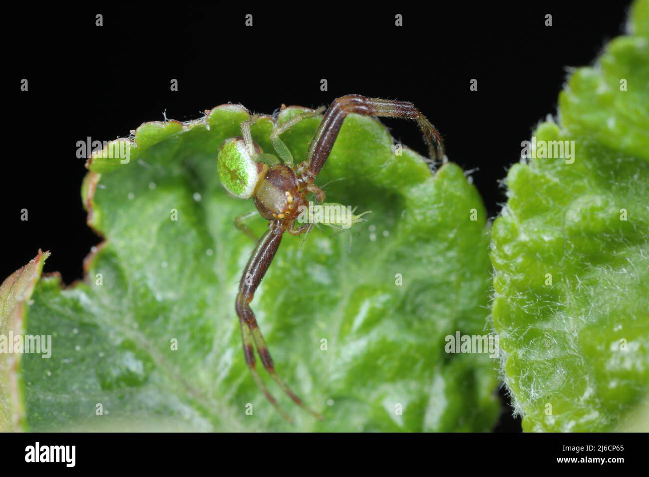 Una araña con un áfido cazado en una hoja verde. Las arañas son enemigos naturales de muchas plagas de plantas. Foto de stock