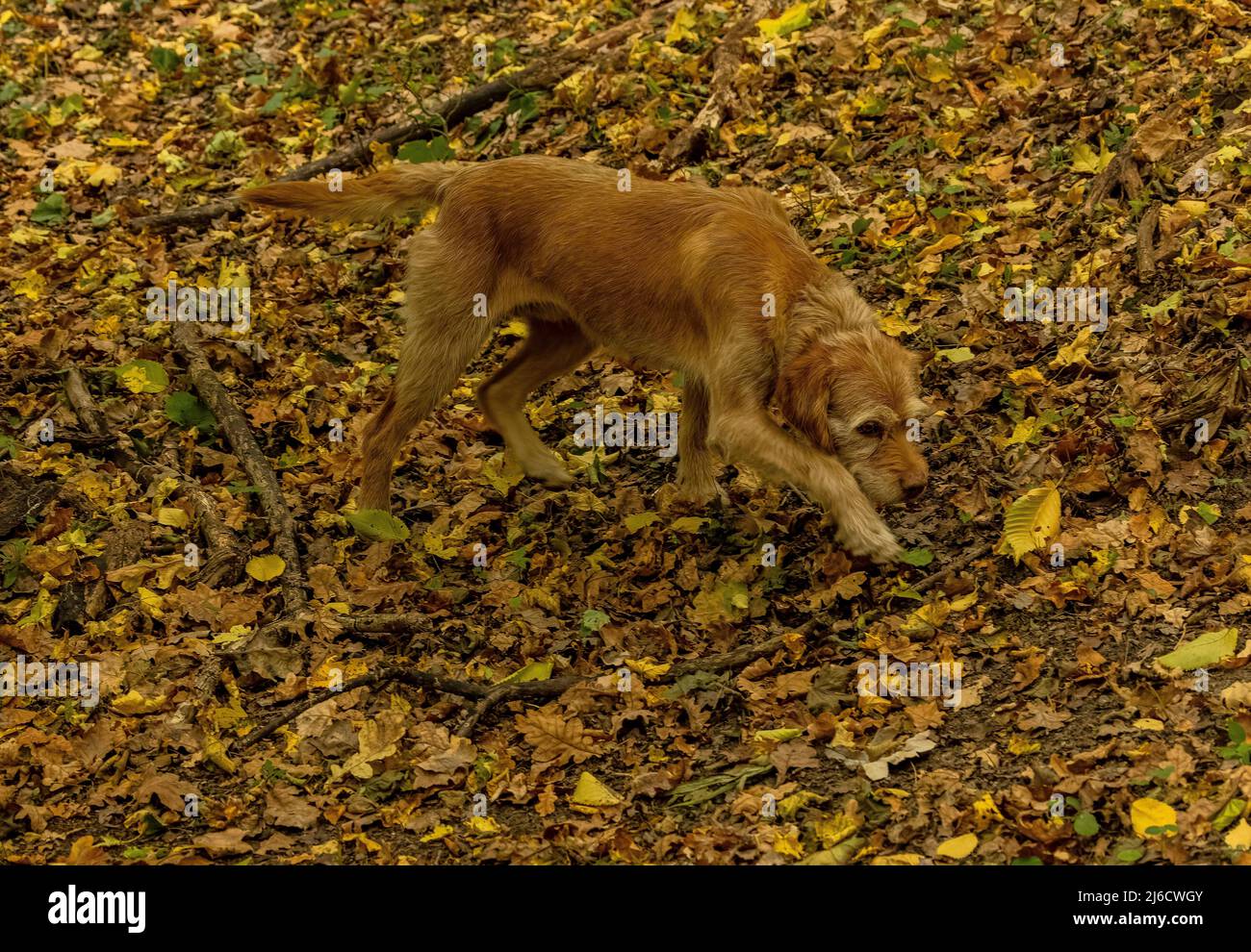 Perro de caza de trufas rumano en el bosque antiguo en otoño, cerca de Archita, Transilvania sajona. Rumania. Foto de stock