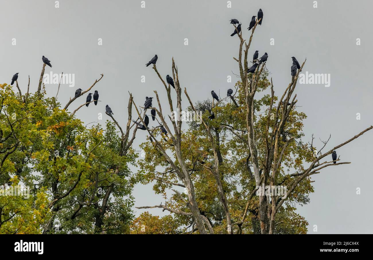 Gran grupo de Ravens, Corvus corax, en robles alrededor de una zona donde hay comida disponible. Transilvania, Rumania. Foto de stock