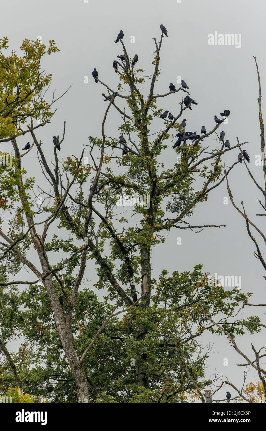 Gran grupo de Ravens, Corvus corax, en robles alrededor de una zona donde hay comida disponible. Transilvania, Rumania. Foto de stock