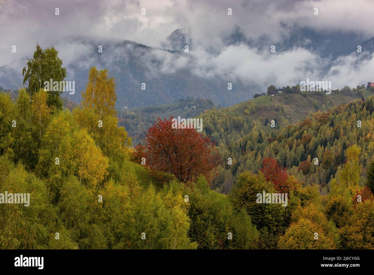 Colores otoñales en bosques y pastos en el Parque Nacional Piatra Craiului, cerca de Magura; Cárpatos, Rumania. Foto de stock
