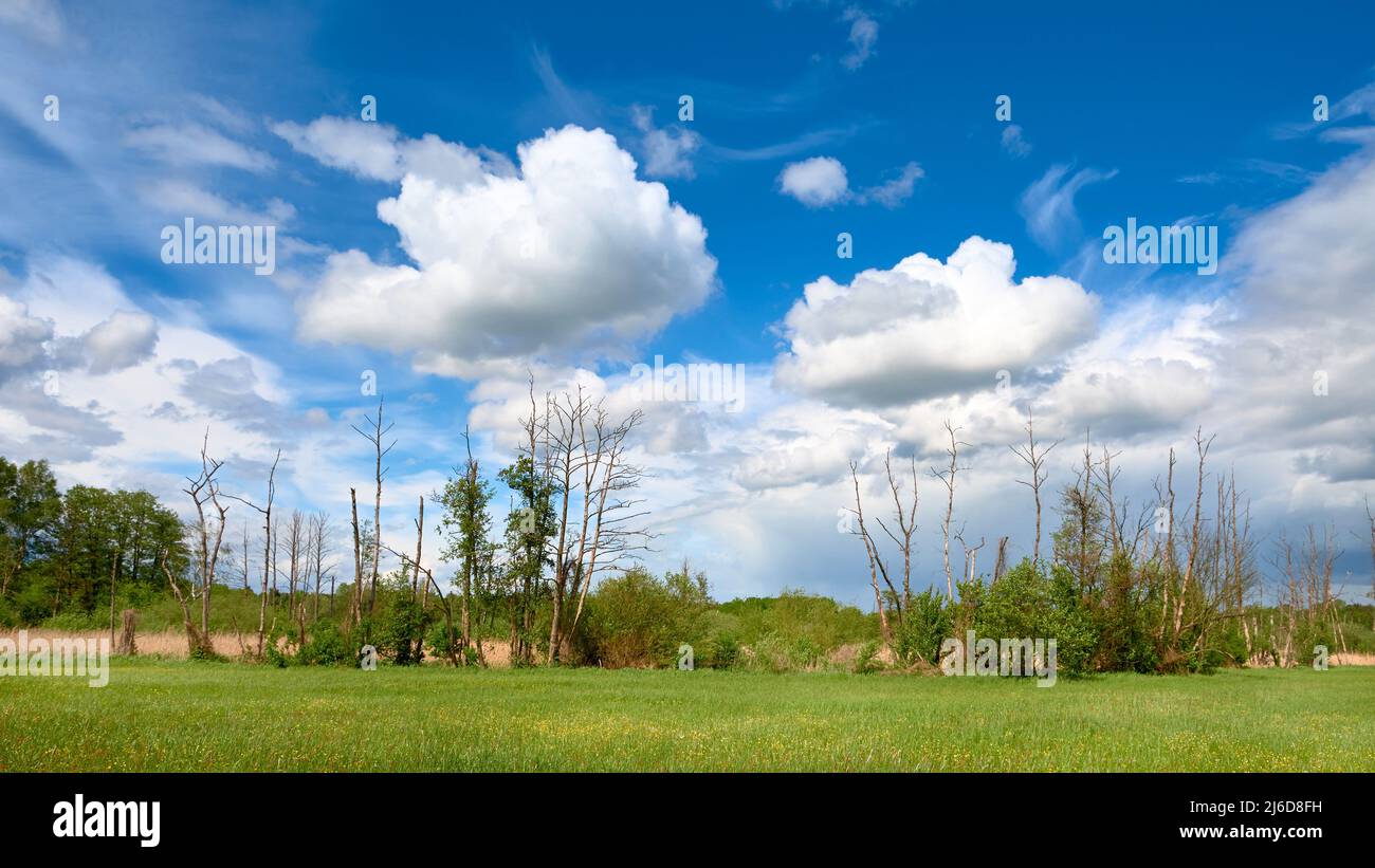 Bandera con campo de cebada en primavera con bosque lejos y cielo azul con nubes. Composición panorámica en verde claro y azul. Foto de stock