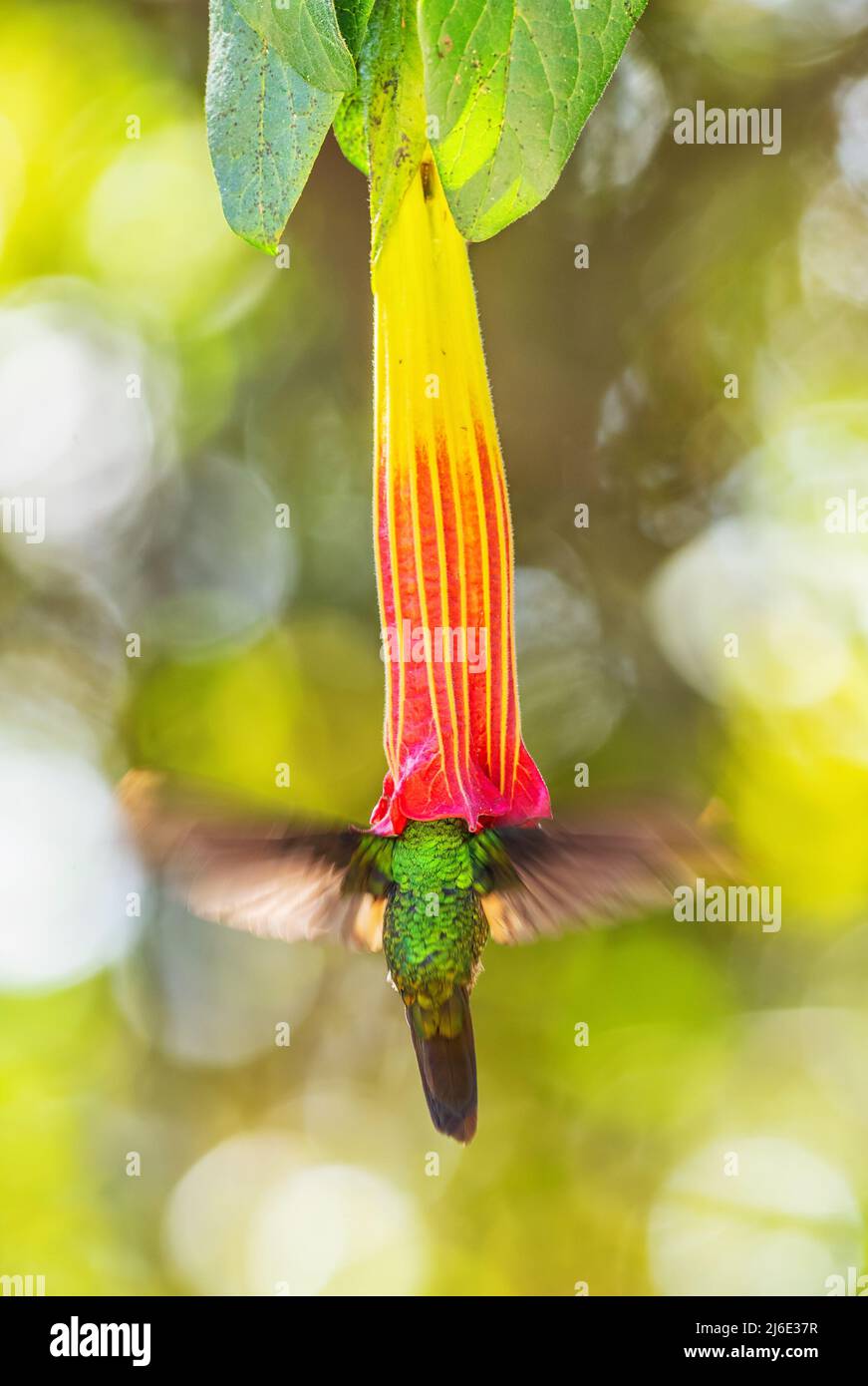 Buff-Starfrontlet alado - Coeligena lutetiae, hermoso verde colibrí de laderas andinas de Sudamérica, Yanacocha, Ecuador. Foto de stock