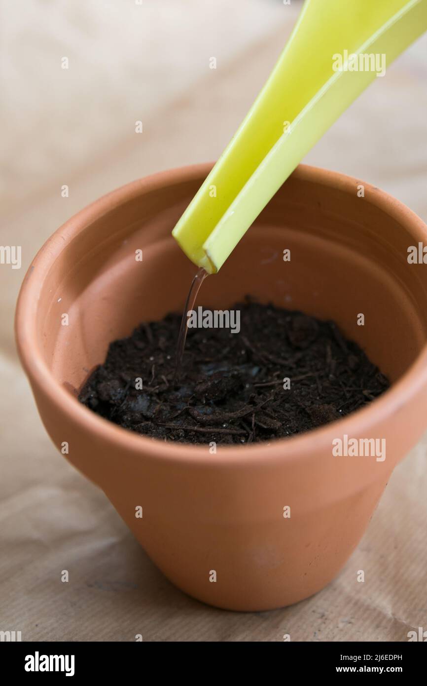 Cierre una olla de arcilla después de plantar semillas de tomate. Regar el suelo suavemente con una lata de riego verde. Papel marrón como fondo Foto de stock