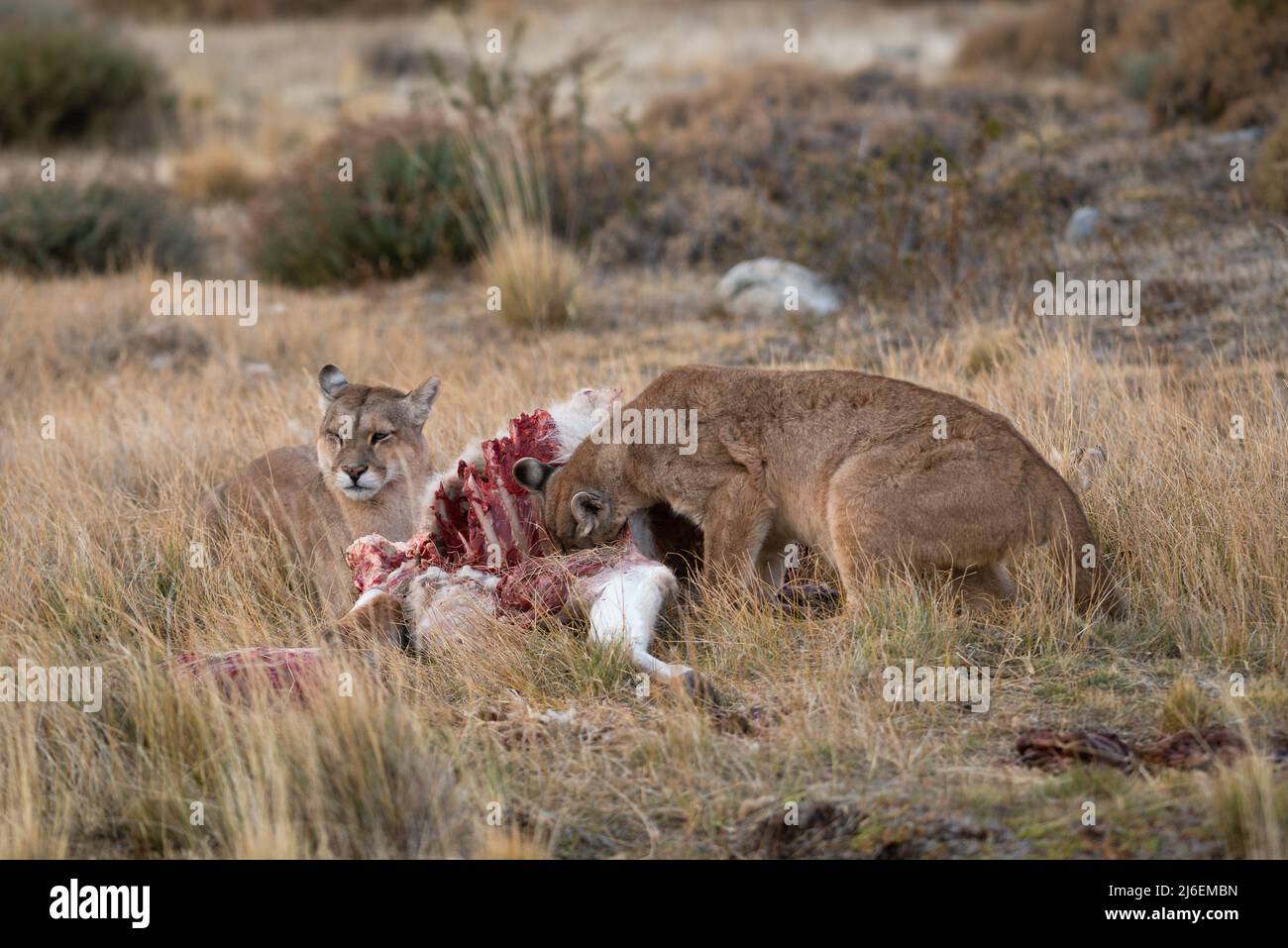 Pumas hembra adulta compartiendo una canal guanaco en el sur de Chile Foto de stock