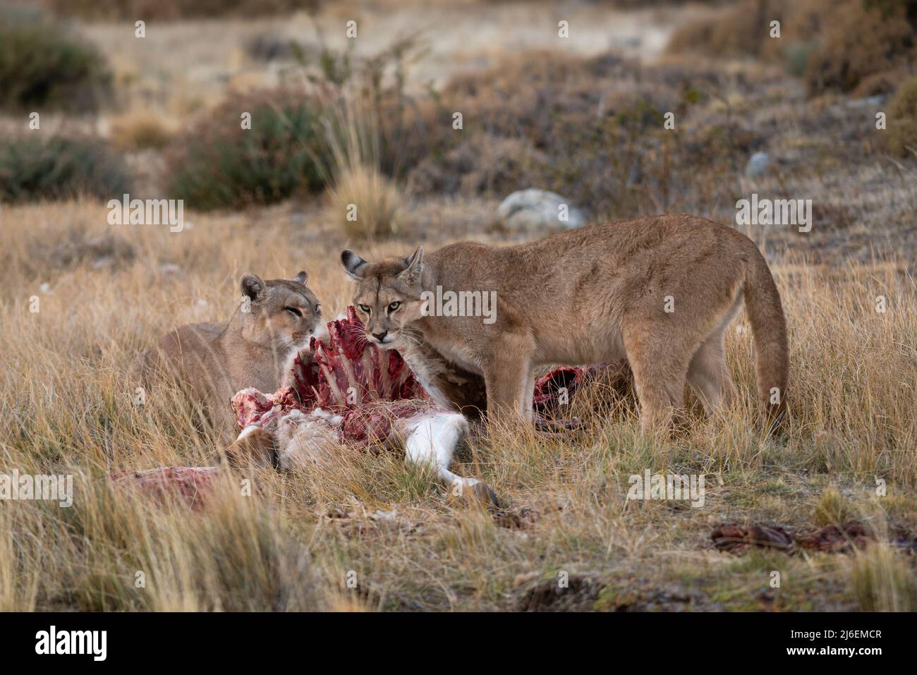 Pumas hembra adulta compartiendo una canal guanaco en el sur de Chile Foto de stock