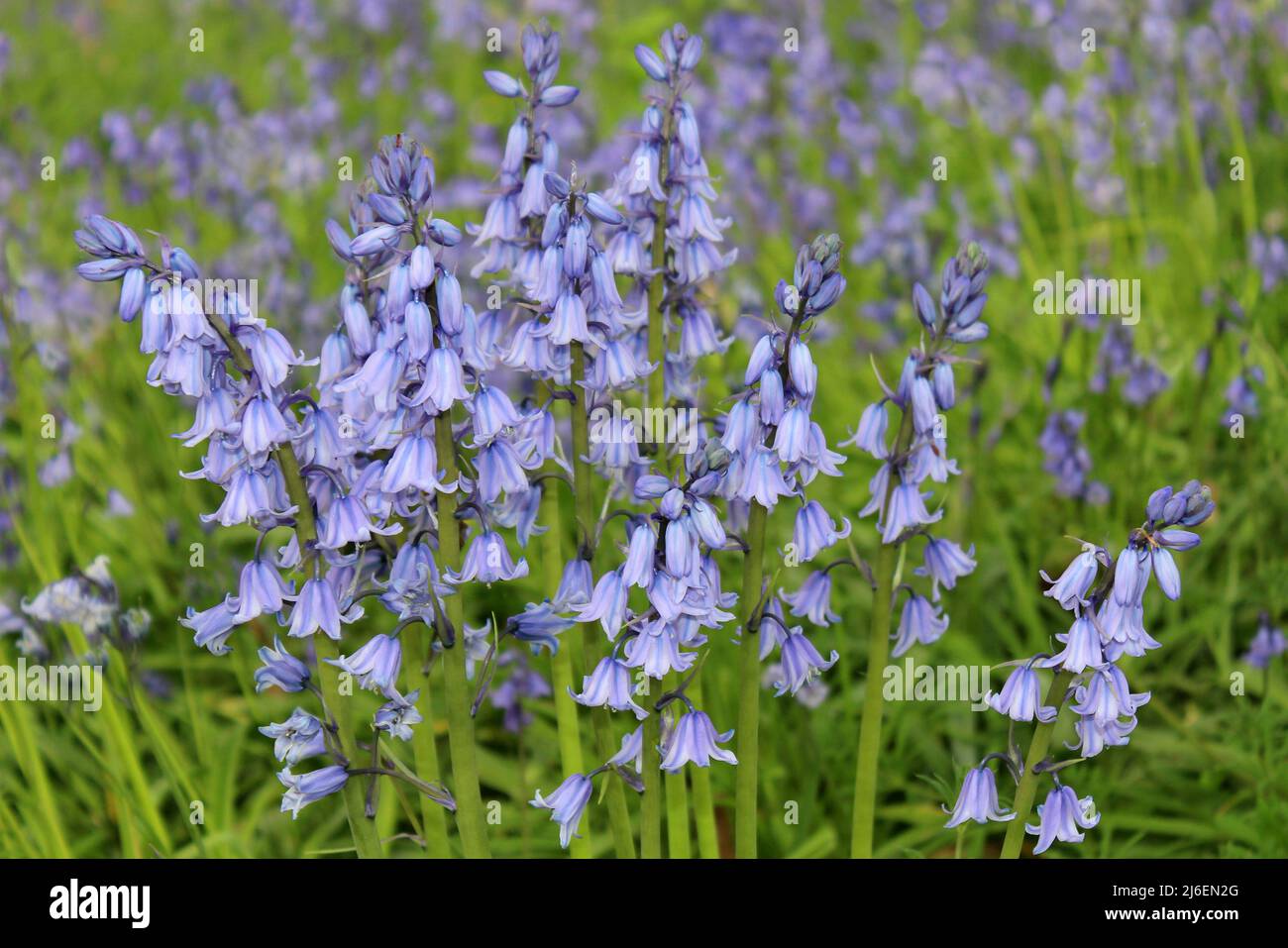 Español Bluebell Hyacinthoides hispanica Foto de stock