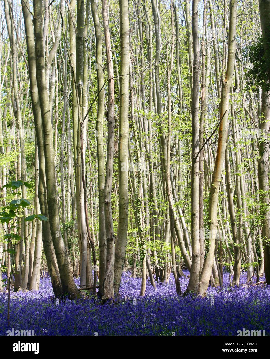 Bluebell Wood, West Stoke, West Sussex, Inglaterra, Reino Unido Foto de stock