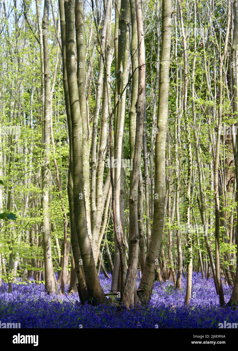 Bluebell Wood, West Stoke, West Sussex, Inglaterra, Reino Unido Foto de stock