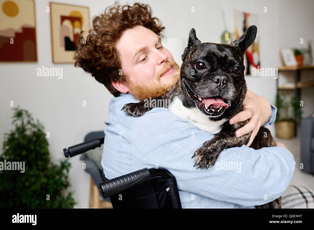 Joven barbudo sentado en silla de ruedas y sosteniendo a su bulldog francés  en sus brazos, jugando con su mascota Fotografía de stock - Alamy
