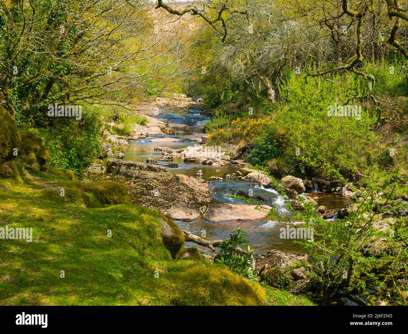 Vista primaveral del río Avon, Dartmoor, Devon, Reino Unido en la sección entre el puente Shipley y la presa Avon Foto de stock