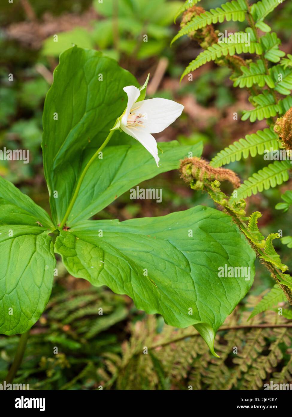 Tres pétalos de flor blanca de la primavera con la flor de la wakerobin, Trillium flexipes Foto de stock