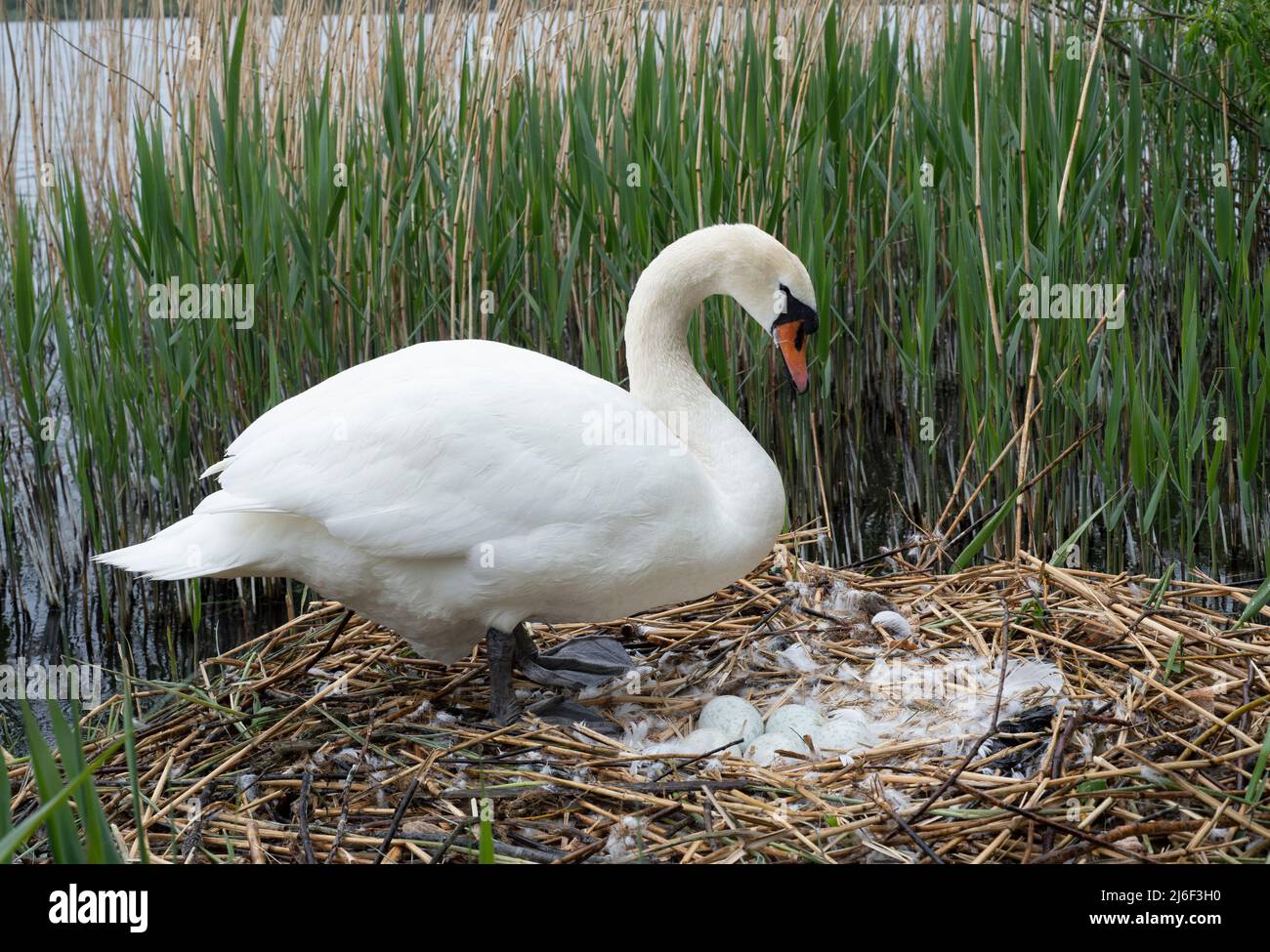 Mujer Mute Swan, Cygnus olor, en nido de cañas con cinco huevos, Brent Reservoir, Reino Unido Foto de stock