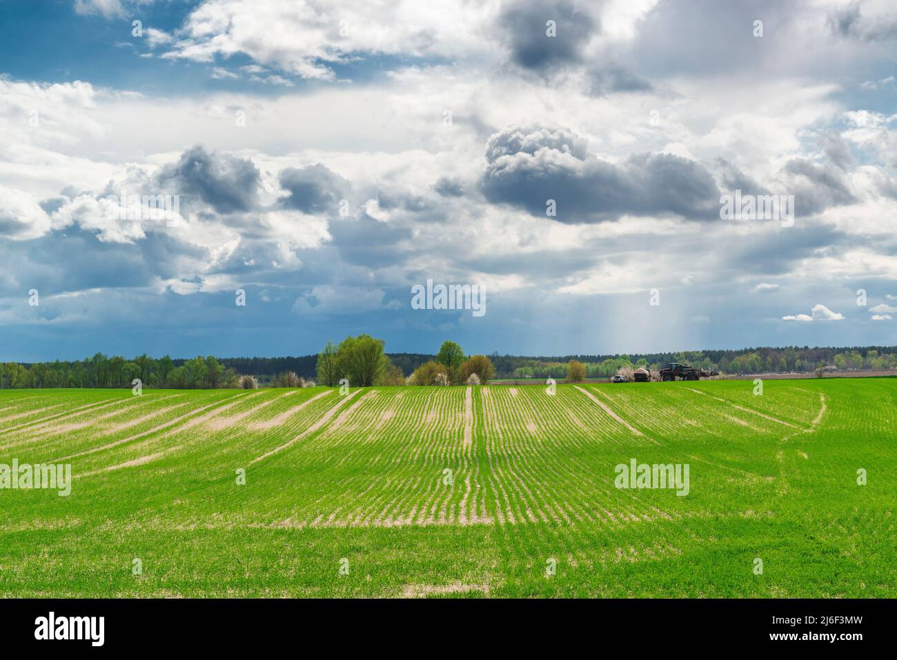 Campo de trigo de primavera en Ucrania. Las hileras verdes de los primeros brotes de primavera de suero en el campo cultivado. Agricultura en Ucrania. Posible comida global su Foto de stock