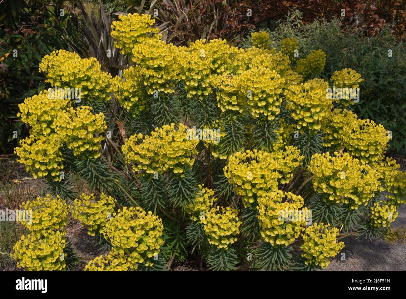 flores amarillas brillantes de la euforbia characias,subsp,wulfenii Foto de stock