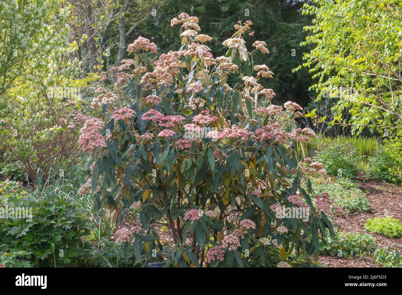 Pequeños racimos de flores rosadas del viburnum rhytidophyllum wisley rosa, un arbusto de hoja perenne o deciduo Foto de stock