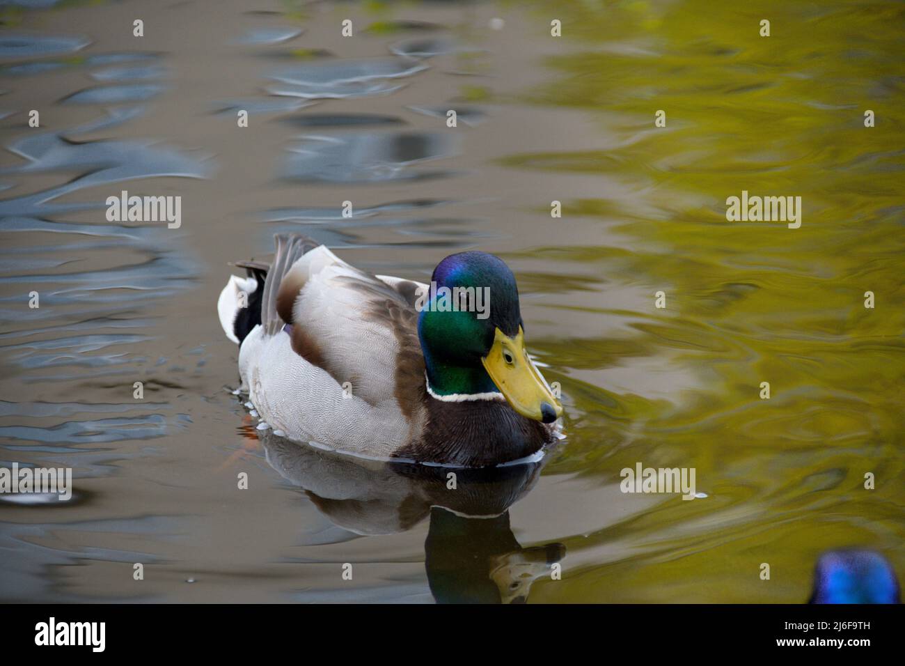 Fotografía de un pato macho en el lago Foto de stock