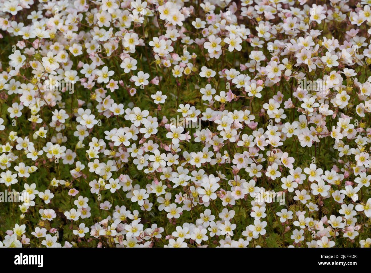 Saxifraga Rosacea Saxifragaceae Foto de stock