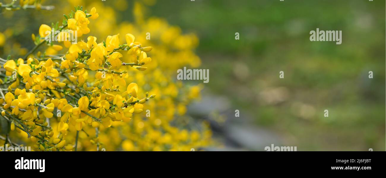 Genistra Ginster amarilla, Fabaceae Leguminosae con copyspace, espacio de diseño de texto Foto de stock