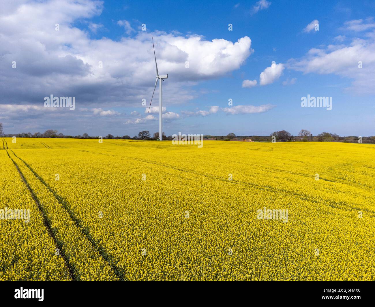 Windkraftturm auf einem Rapsfeld en Schleswig-Holstein, Alemania Foto de stock