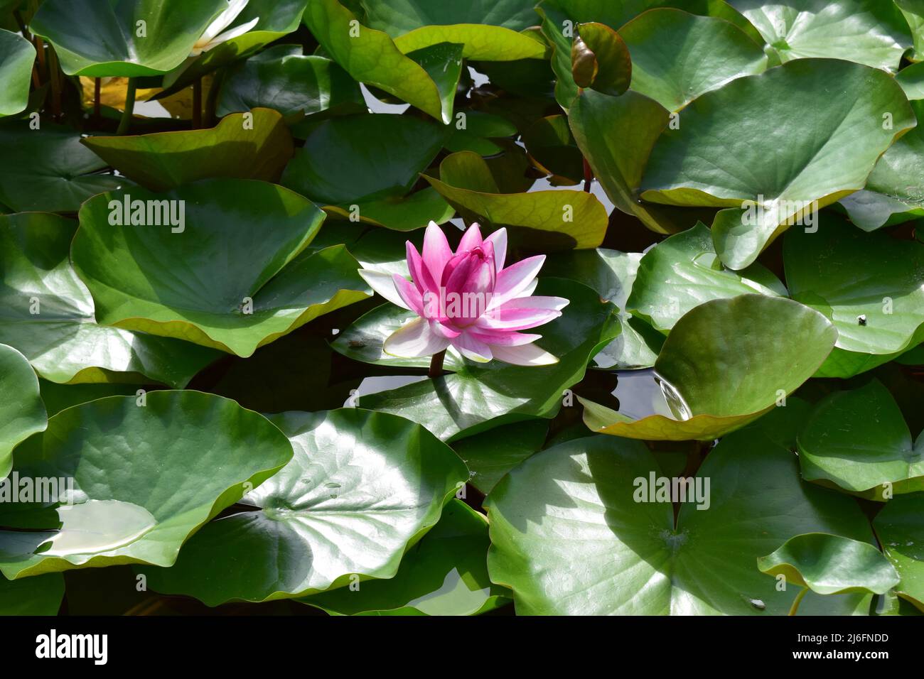 Lirio de agua rosa y hoja en el estanque. Hermosa lirio de agua - Nymphaea  Atracción (lirios de agua) - plantas acuáticas, plantas acuáticas. Flor de  lirio de color rosa en Fotografía
