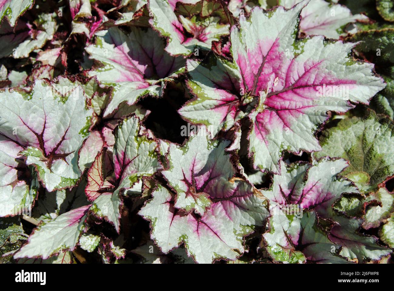 Hojas grandes de color gris-verde oscuro y púrpura en planta decorativa Foto de stock
