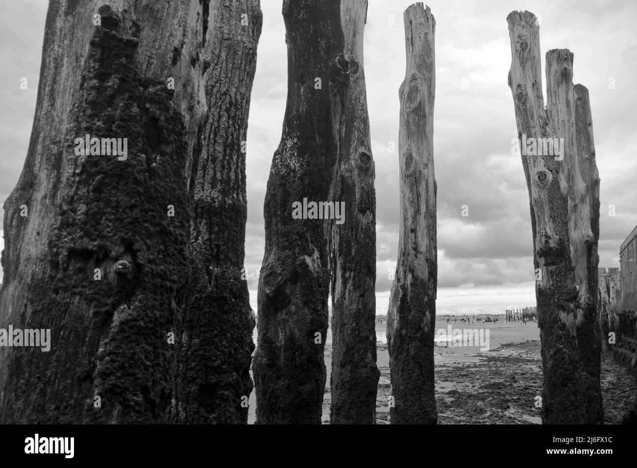 Baumstämme schaffen am Stadtstrand von St. Malo faszinierende Strukturen Foto de stock