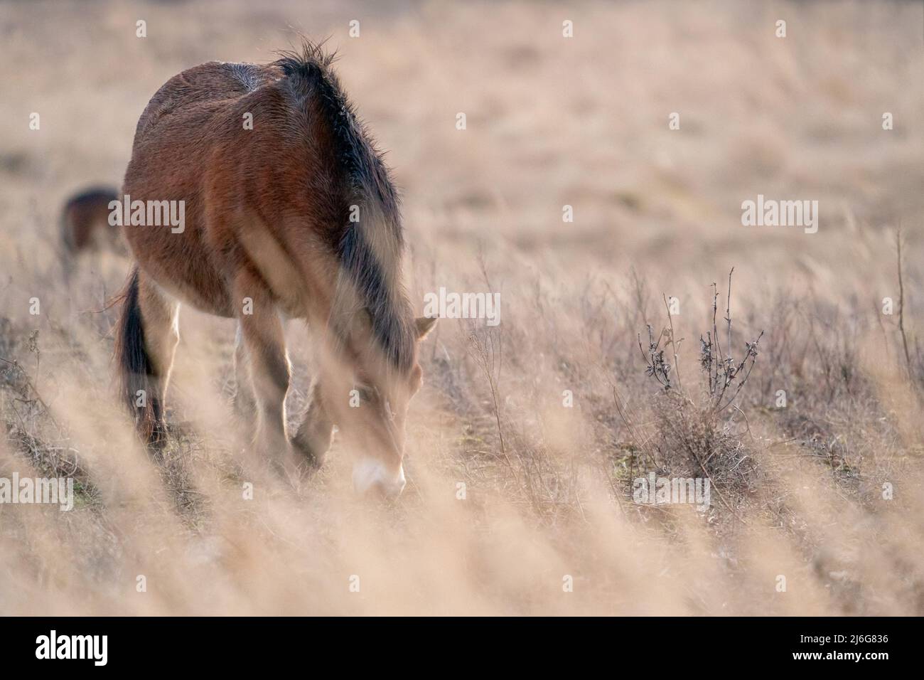 Caballo salvaje europeo en hierba amarilla. Animal salvaje en el hábitat natural. Foto de stock