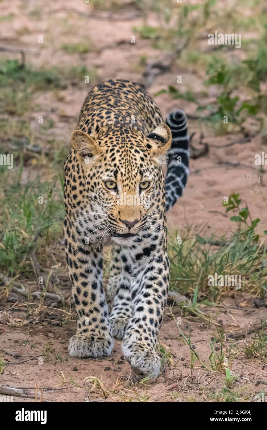 Cara de leopardo - caminando a través de arbusto africano Foto de stock
