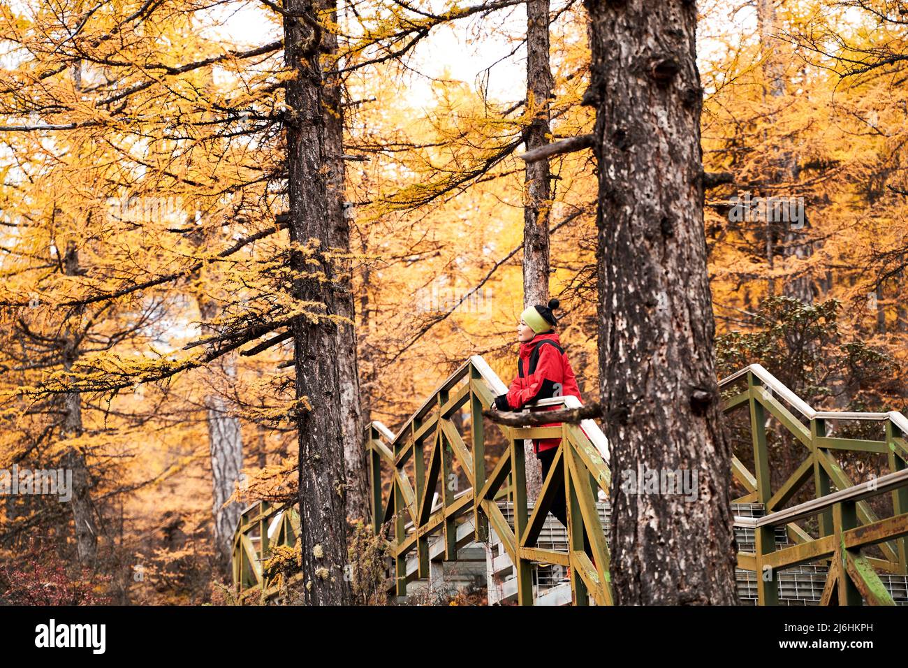 mujer asiática turista de pie en puente de madera mirando el follaje otoñal en el bosque Foto de stock