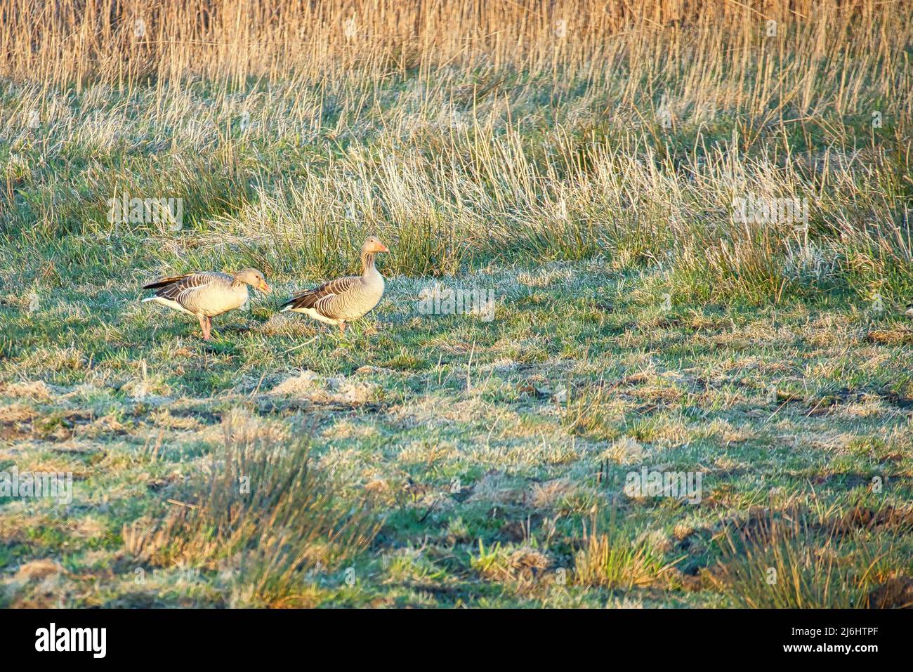 Gansos salvajes en un prado al atardecer en la atmósfera de la noche. Aves migratorias en Zingst en las Darss. Observaciones animales y registro de aves Foto de stock