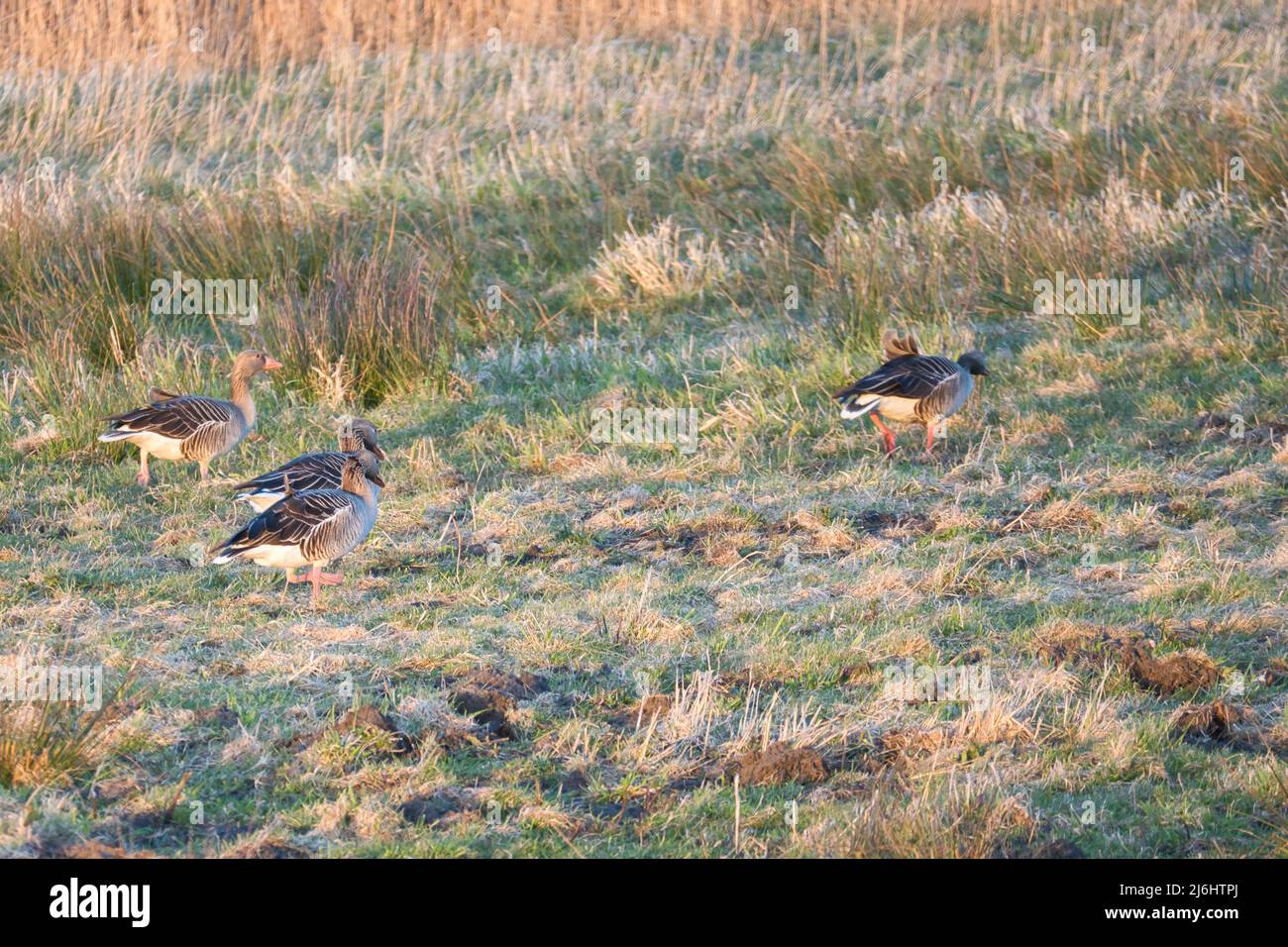 Gansos salvajes en un prado al atardecer en la atmósfera de la noche. Aves migratorias en Zingst en las Darss. Observaciones animales y registro de aves Foto de stock