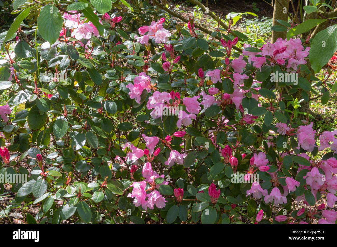 Grupo de brocado de rododendros, un arbusto duro con brotes rojos profundos que se abren a una flor rosa peachy Foto de stock