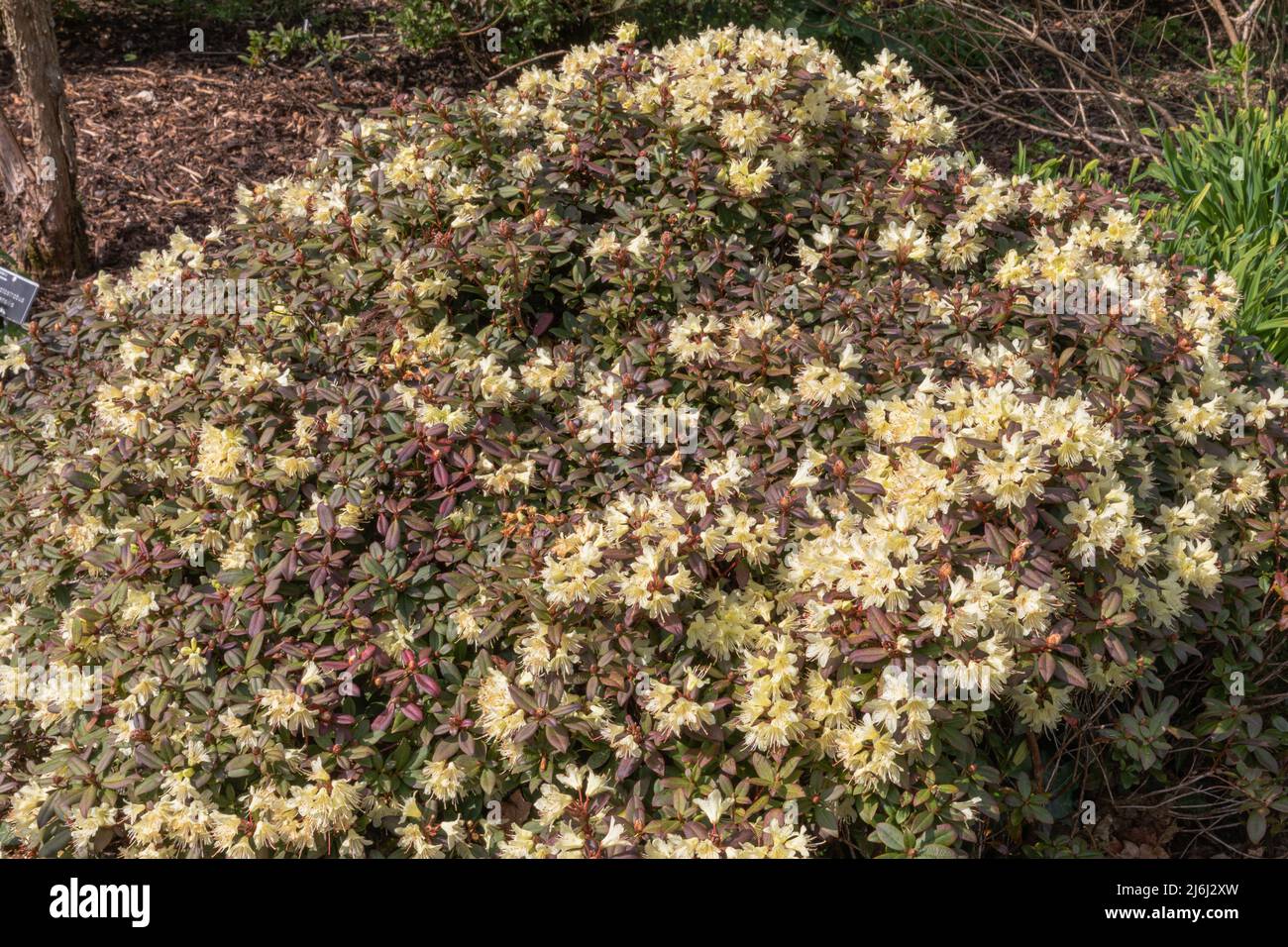 Flores amarillas de primavera del enano rododendron keiskei, o el hada yaku Foto de stock