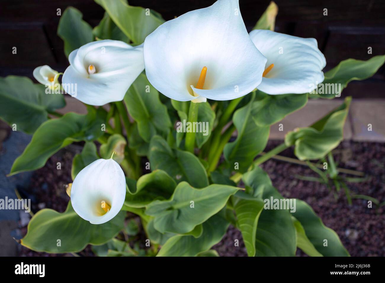 Calas blancas con el cultivo de flores del jardín. Hermoso fondo floral  vibrante para papel tapiz o diseño web Fotografía de stock - Alamy