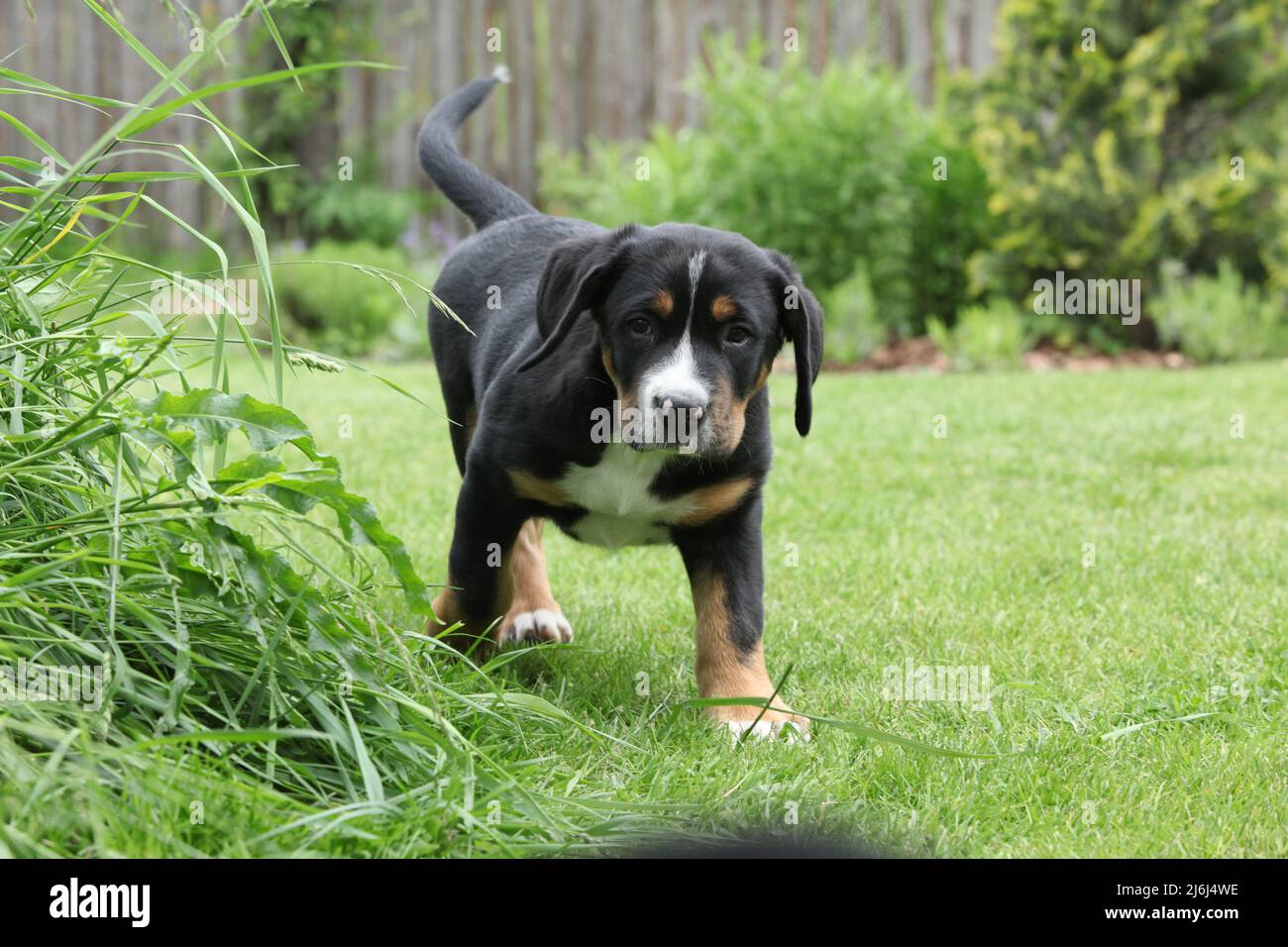 Cachorro de Gran perro de montaña suizo en el jardín Foto de stock