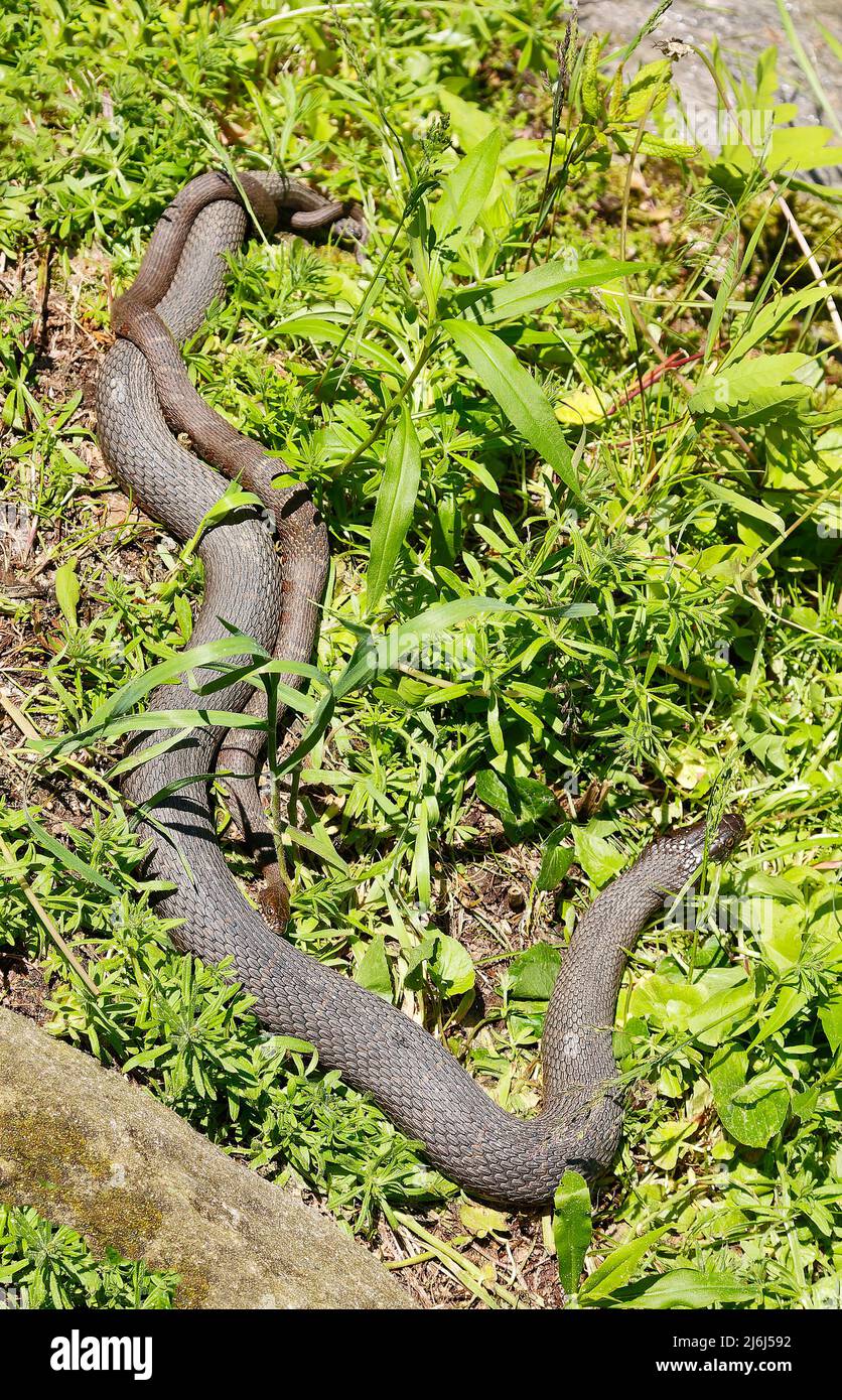 2 serpientes, grandes, pequeñas, adultas, jóvenes, Serpiente de agua común, Nerodia sipedon, malezas verdes, jardín, Morris Arboretum de la Universidad de Pennsylvania, Ch Foto de stock