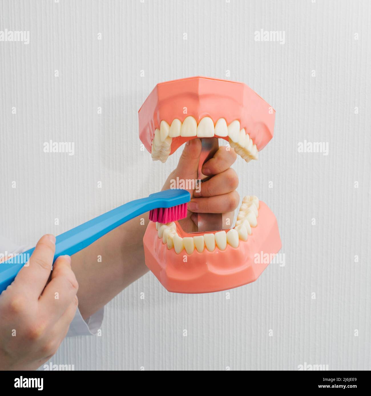 Un dentista en un abrigo blanco sostiene un simulacro de mandíbula con dientes en primer plano. Muestra cómo cepillarse los dientes con un cepillo de dientes. El concepto de tee saludable Foto de stock