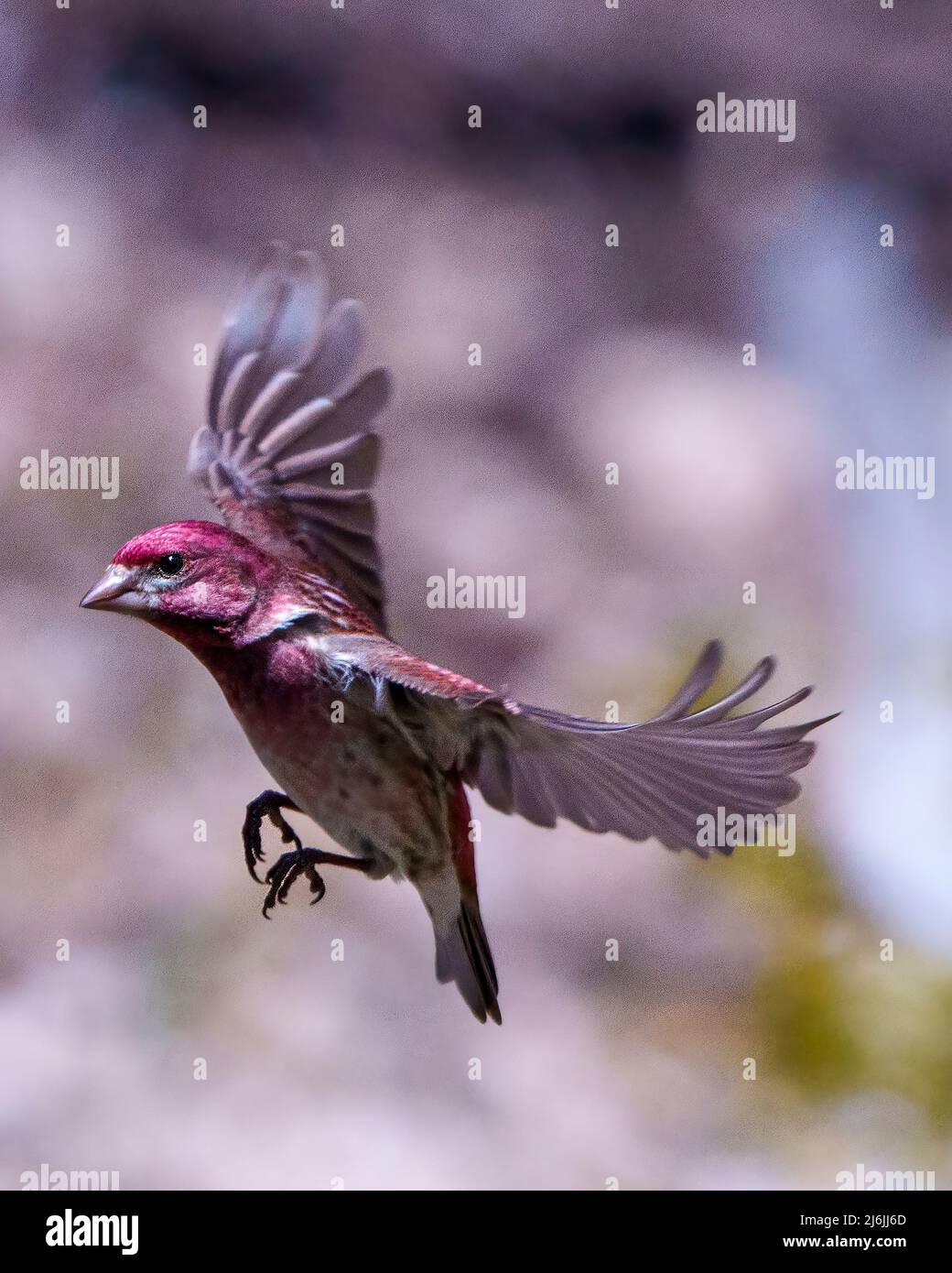 Finch macho volando con sus hermosas alas de color rojo con un fondo borroso en su entorno y hábitat circundante. Vuelo de aves. Foto de stock