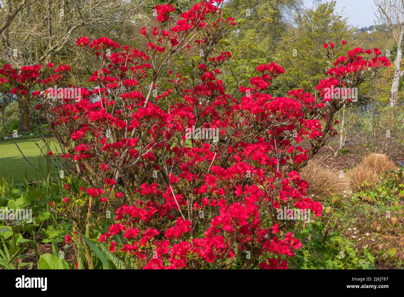 las flores rojas de sangre rica del rododendron se frotan hacia el rubí, con los colores de las flores acentuados contra las hojas verdes Foto de stock