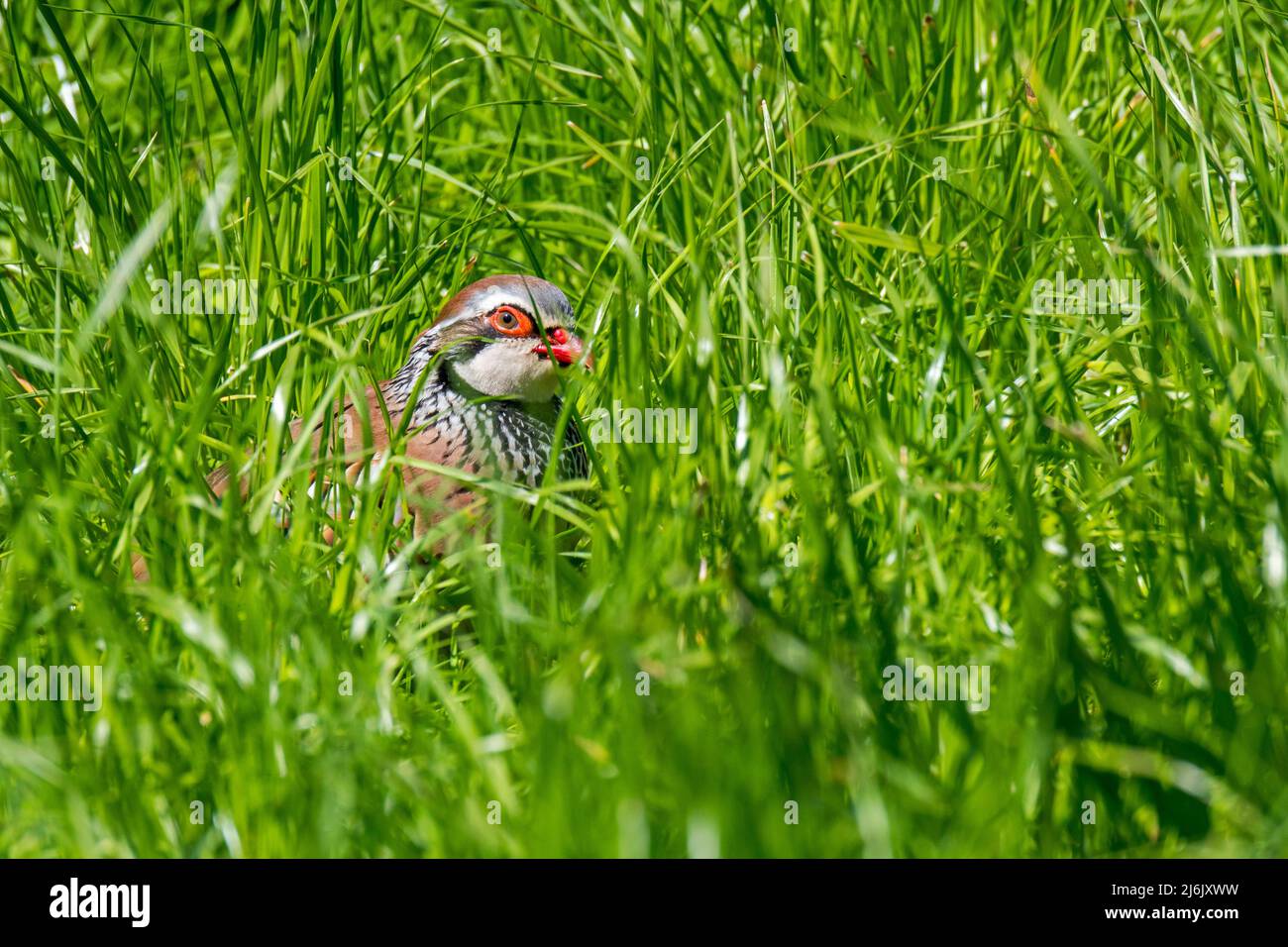 Perdiz de patas rojas / perdiz francesa (Alectoris rufa) escondida en hierba alta en prados / praderas Foto de stock