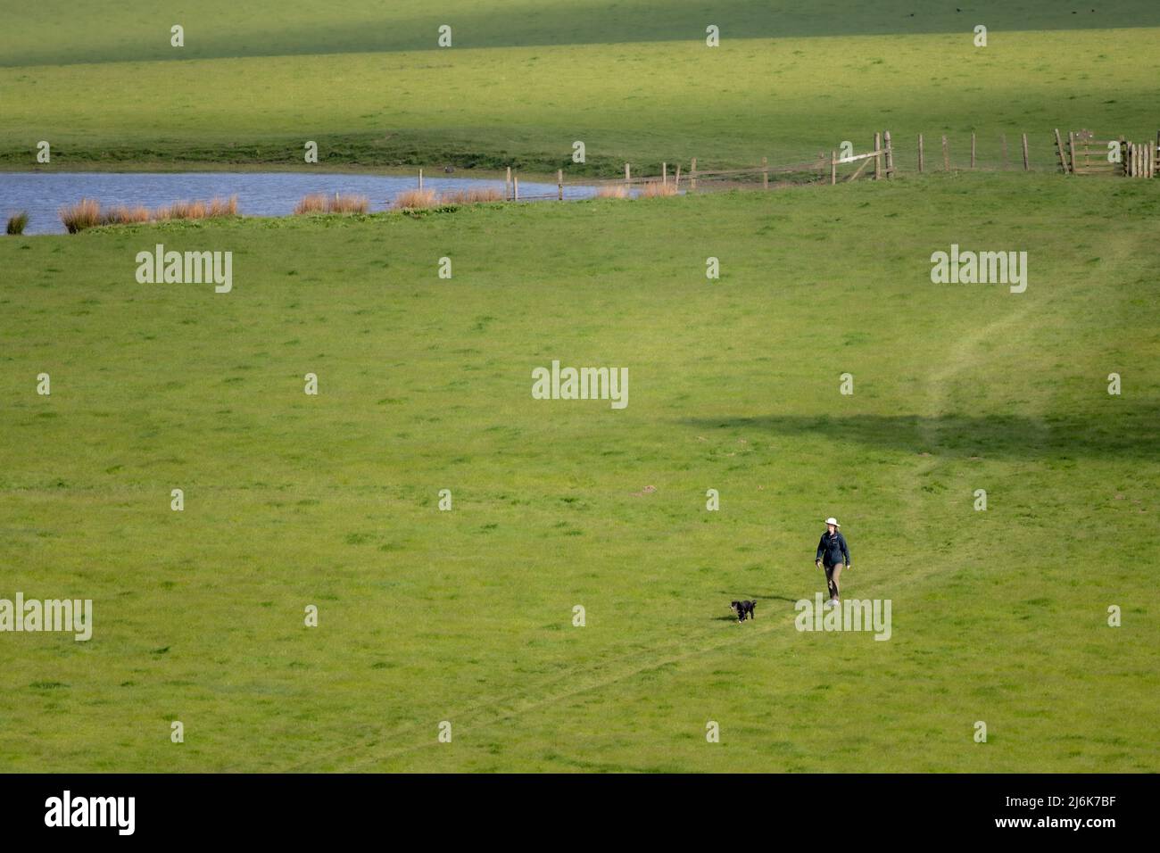 Perro en un paseo pasando a lo largo de un gran prado, cerca de Bakewell, Derbyshire, Reino Unido Foto de stock