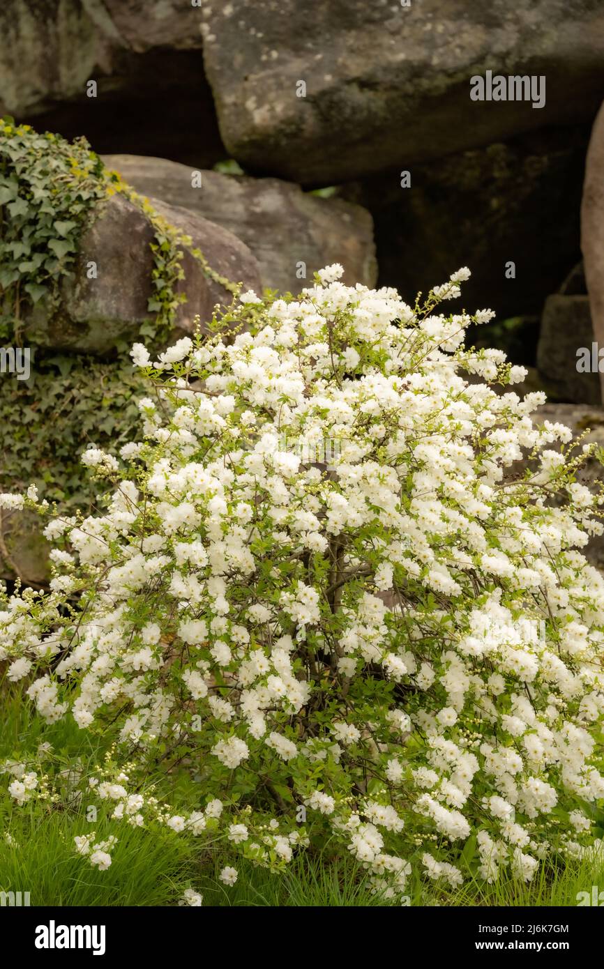 Un arbusto blanco que florece en la primavera, jardín de la roca, Chatsworth House, Derbyshire, Reino Unido Foto de stock