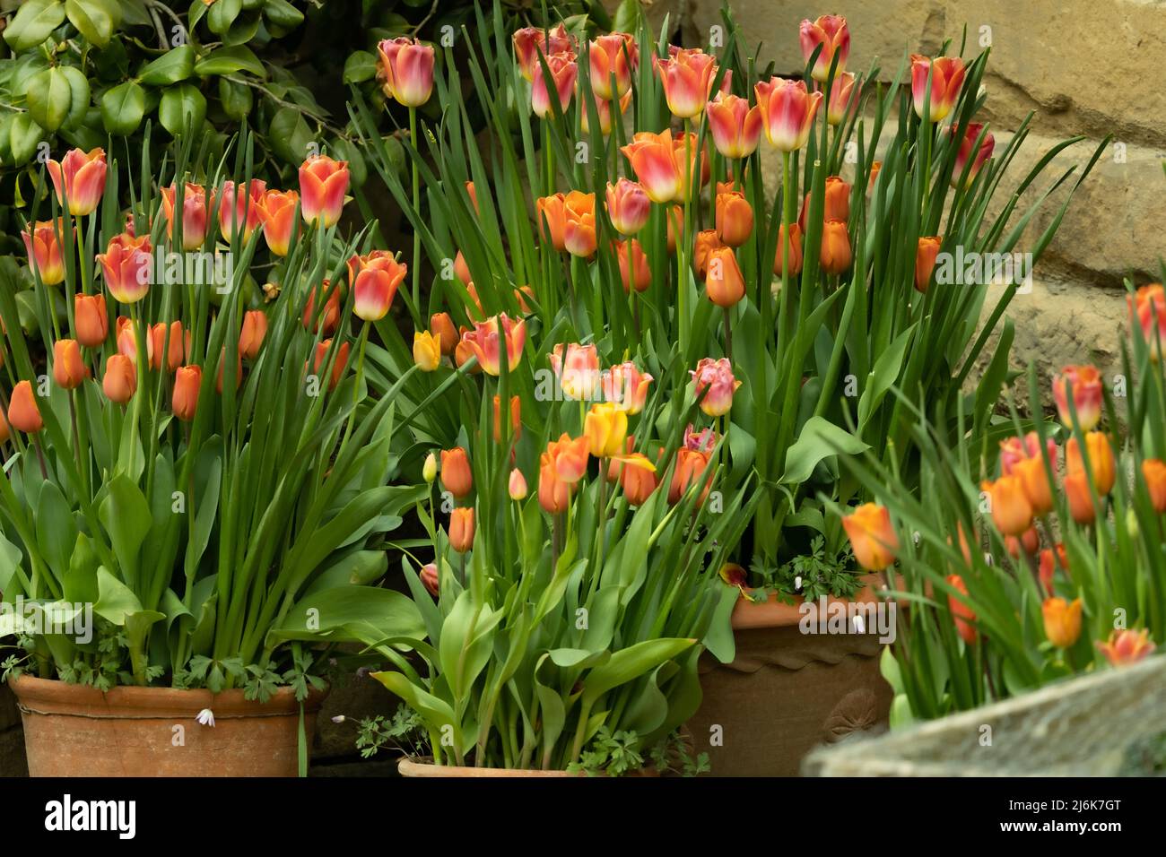 Tulipanes primaverales creciendo en el jardín en Chatsworth House, Derbyshire, Reino Unido Foto de stock