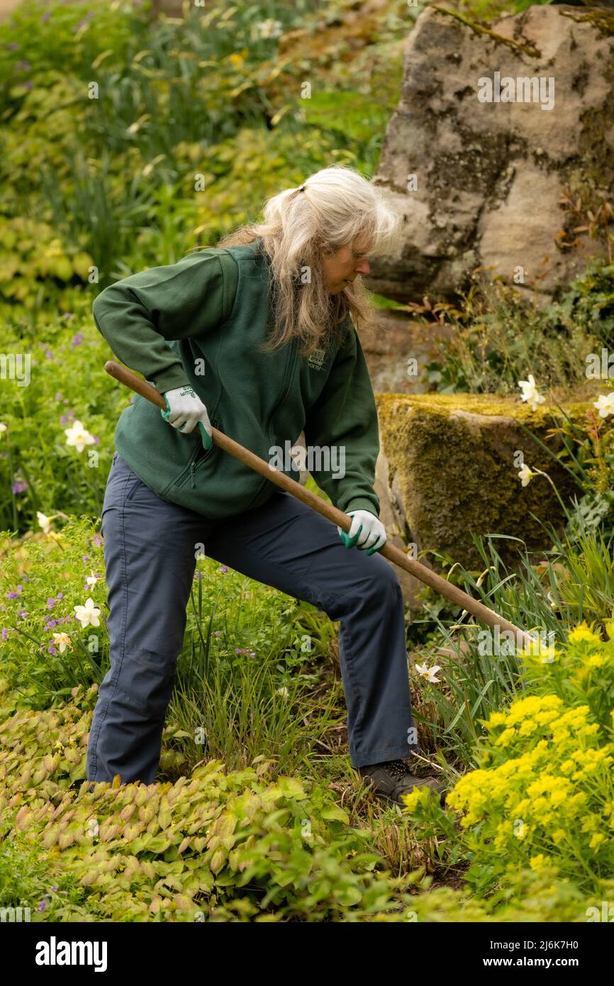 Una jardinera en el trabajo desmalezando las fronteras, Chatsworth House, Derbyshire, Reino Unido Foto de stock