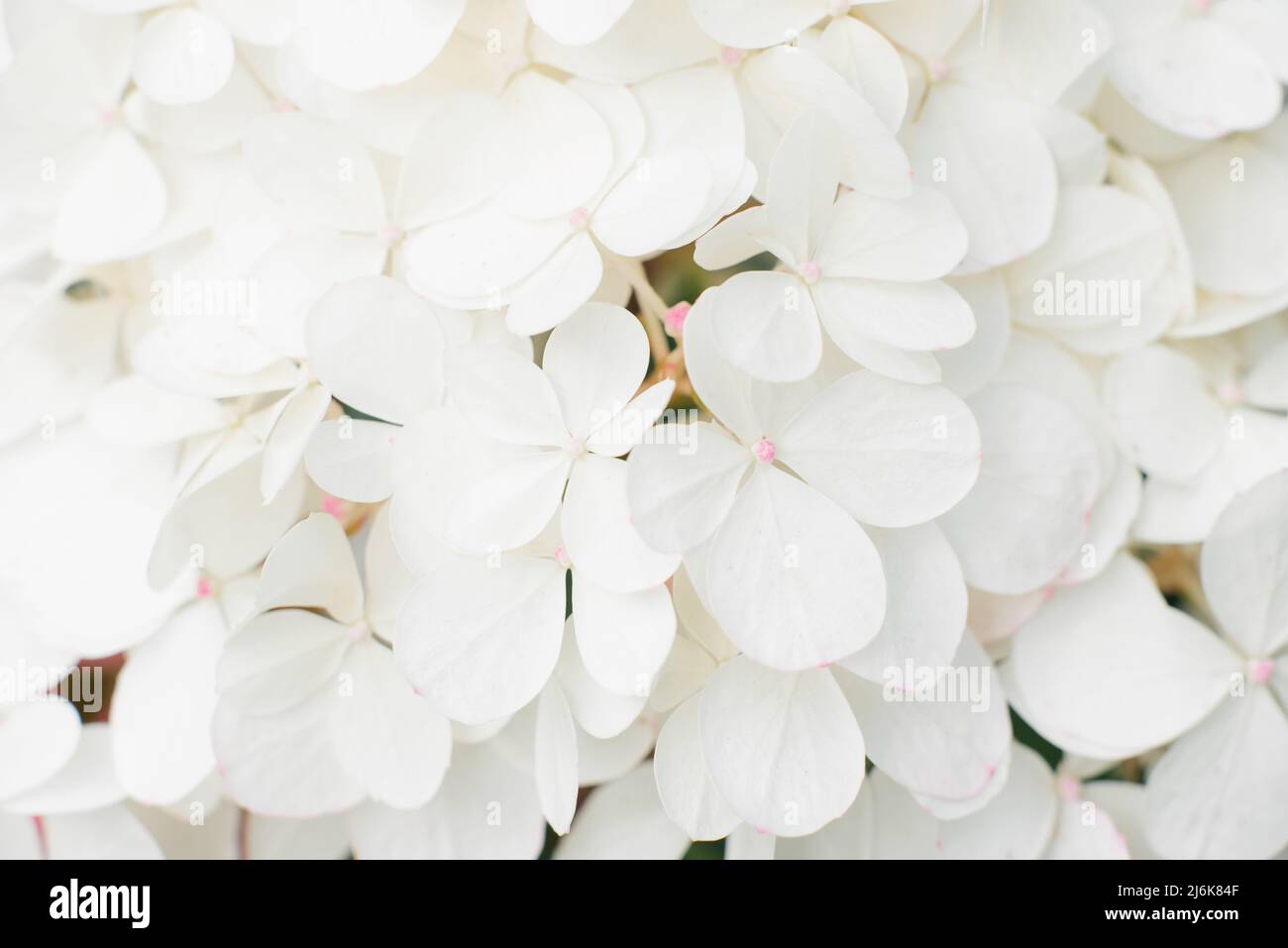 Fondo de pequeñas flores de hortensias blancas Foto de stock