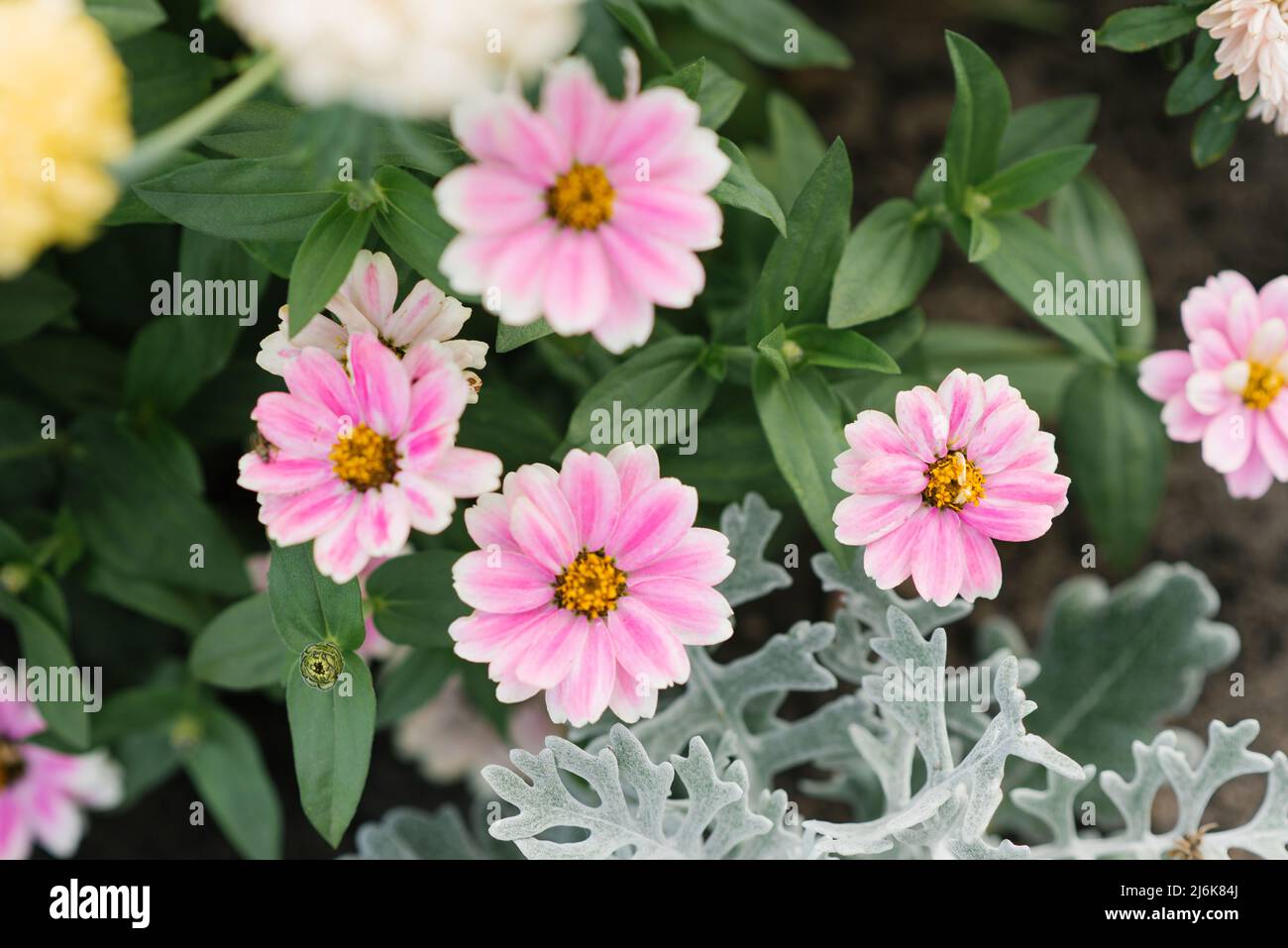 Flores de zinnia rosa pálido en el jardín en verano Foto de stock